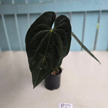 Load image into Gallery viewer, #R27 Super Dark Anthurium NOID
