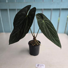Load image into Gallery viewer, #R27 Super Dark Anthurium NOID