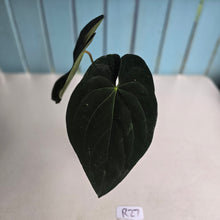 Load image into Gallery viewer, #R27 Super Dark Anthurium NOID