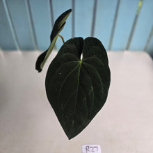 Load image into Gallery viewer, #R27 Super Dark Anthurium NOID