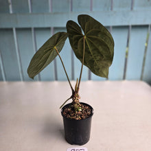 Load image into Gallery viewer, #R27 Super Dark Anthurium NOID