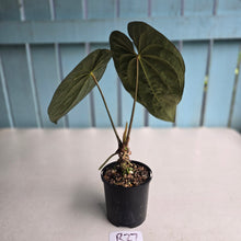 Load image into Gallery viewer, #R27 Super Dark Anthurium NOID