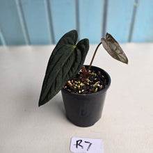 Load image into Gallery viewer, #R7 Long, Dark Anthurium Papillilaminum x