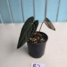 Load image into Gallery viewer, #R7 Long, Dark Anthurium Papillilaminum x