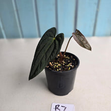 Load image into Gallery viewer, #R7 Long, Dark Anthurium Papillilaminum x