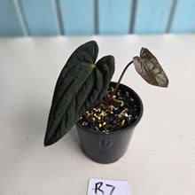 Load image into Gallery viewer, #R7 Long, Dark Anthurium Papillilaminum x