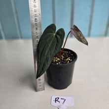 Load image into Gallery viewer, #R7 Long, Dark Anthurium Papillilaminum x