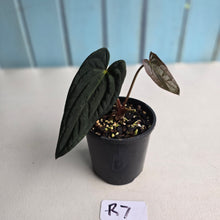 Load image into Gallery viewer, #R7 Long, Dark Anthurium Papillilaminum x