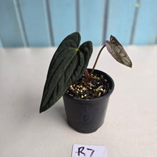 Load image into Gallery viewer, #R7 Long, Dark Anthurium Papillilaminum x