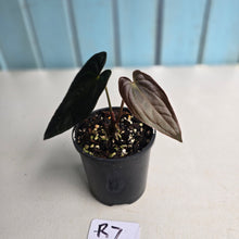 Load image into Gallery viewer, #R7 Long, Dark Anthurium Papillilaminum x