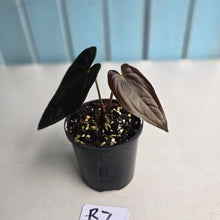 Load image into Gallery viewer, #R7 Long, Dark Anthurium Papillilaminum x