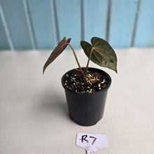 Load image into Gallery viewer, #R7 Long, Dark Anthurium Papillilaminum x