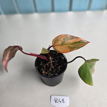Load image into Gallery viewer, #R48 Philodendron Strawberry Shake