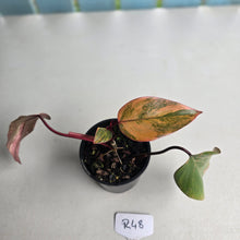 Load image into Gallery viewer, #R48 Philodendron Strawberry Shake