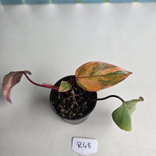 Load image into Gallery viewer, #R48 Philodendron Strawberry Shake