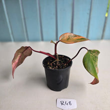 Load image into Gallery viewer, #R48 Philodendron Strawberry Shake