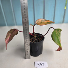 Load image into Gallery viewer, #R48 Philodendron Strawberry Shake