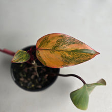 Load image into Gallery viewer, #R48 Philodendron Strawberry Shake