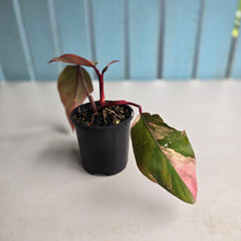 Load image into Gallery viewer, #R48 Philodendron Strawberry Shake