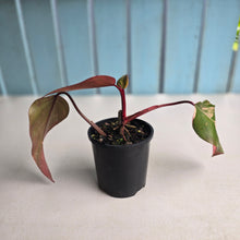 Load image into Gallery viewer, #R48 Philodendron Strawberry Shake