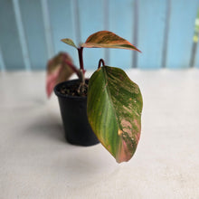 Load image into Gallery viewer, #R48 Philodendron Strawberry Shake