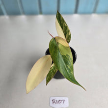 Load image into Gallery viewer, #R107 Philodendron Strawberry Shake