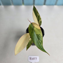 Load image into Gallery viewer, #R107 Philodendron Strawberry Shake