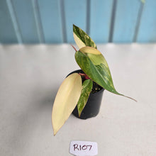 Load image into Gallery viewer, #R107 Philodendron Strawberry Shake