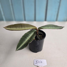 Load image into Gallery viewer, #D64 Labisia Pumila