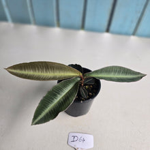 Load image into Gallery viewer, #D64 Labisia Pumila