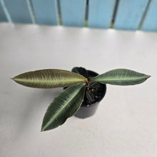 Load image into Gallery viewer, #D64 Labisia Pumila