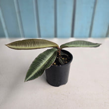 Load image into Gallery viewer, #D64 Labisia Pumila