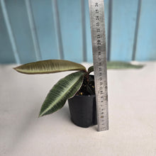 Load image into Gallery viewer, #D64 Labisia Pumila