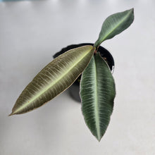 Load image into Gallery viewer, #D64 Labisia Pumila