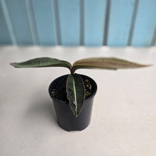 Load image into Gallery viewer, #D64 Labisia Pumila