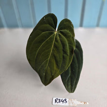 Load image into Gallery viewer, #R843 Anthurium NOID - With Pup