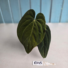 Load image into Gallery viewer, #R843 Anthurium NOID - With Pup
