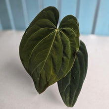 Load image into Gallery viewer, #R843 Anthurium NOID - With Pup