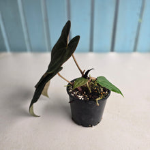 Load image into Gallery viewer, #R843 Anthurium NOID - With Pup