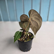 Load image into Gallery viewer, #R843 Anthurium NOID - With Pup