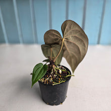 Load image into Gallery viewer, #R843 Anthurium NOID - With Pup