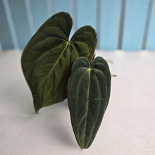 Load image into Gallery viewer, #R843 Anthurium NOID - With Pup