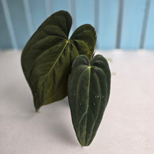 Load image into Gallery viewer, #R843 Anthurium NOID - With Pup