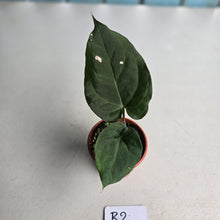 Load image into Gallery viewer, #R2 Anthurium NOID