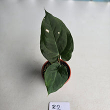 Load image into Gallery viewer, #R2 Anthurium NOID