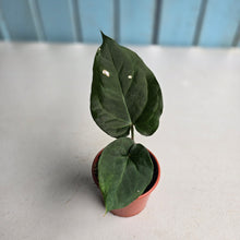 Load image into Gallery viewer, #R2 Anthurium NOID