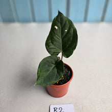Load image into Gallery viewer, #R2 Anthurium NOID