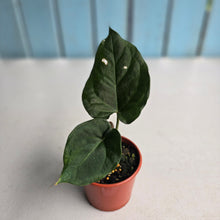 Load image into Gallery viewer, #R2 Anthurium NOID