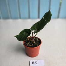 Load image into Gallery viewer, #R2 Anthurium NOID