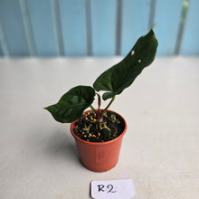 Load image into Gallery viewer, #R2 Anthurium NOID